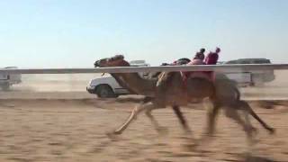 سباق الهجن بحائل الجمعه 21/1/1433 هـ
