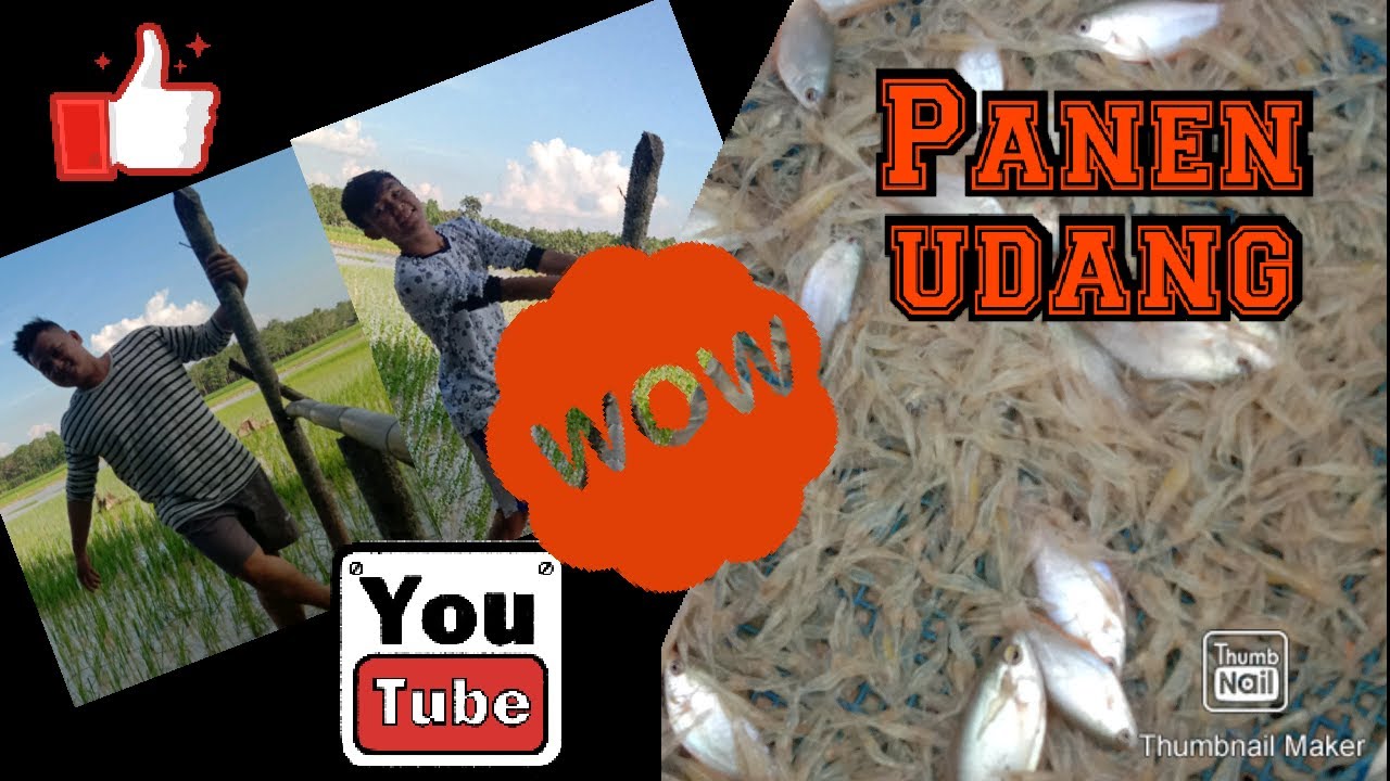 Adventure : Mukbang hasil Tangkapan Sendiri ( mukbang Udang Sawah