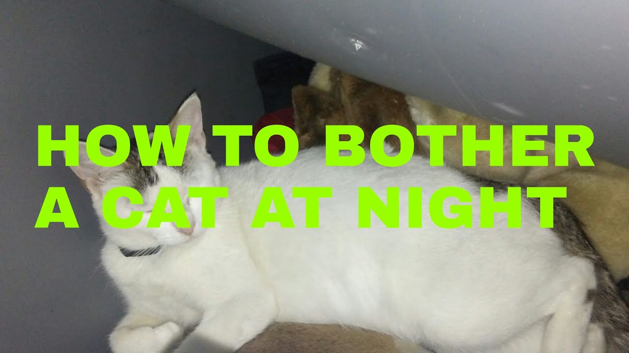 How to bother a cat at night YouTube