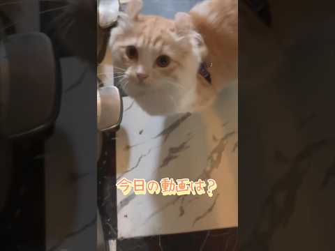 【キンカロー】今日の動画はお休み【マンチカール】