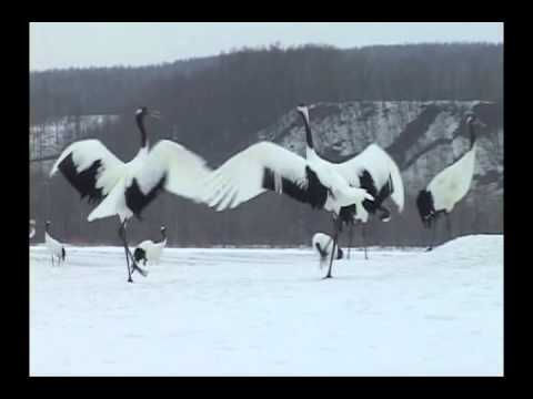 冬の北海道ビデオ紀行