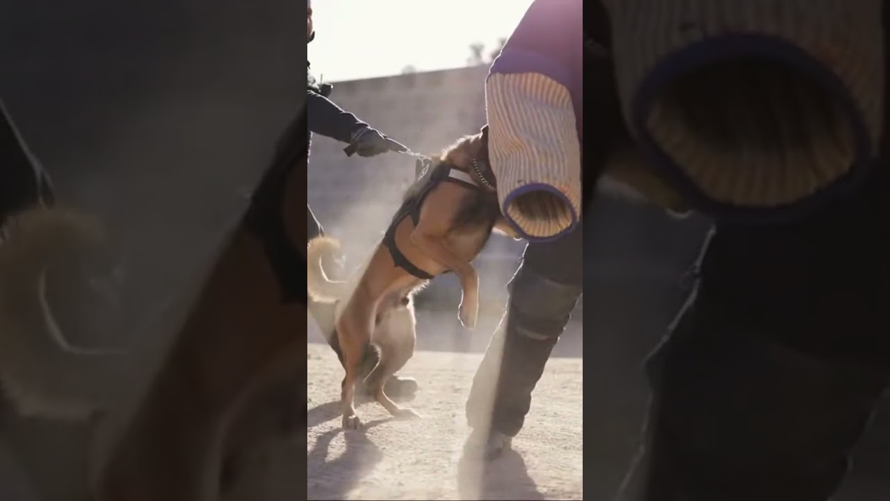 🐕‍🦺 Ultimate K9 Training in Action! 🐕‍🦺 