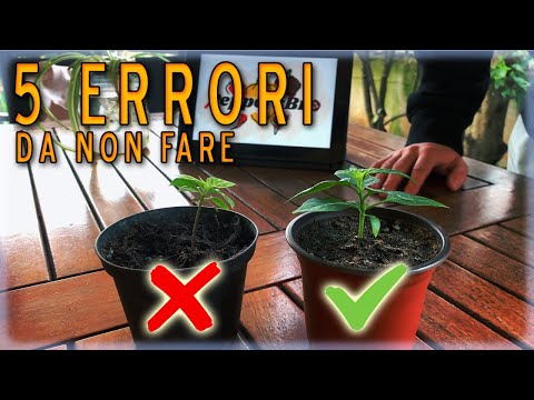 Video: Le piante di jalapeno dovrebbero essere picchettate?