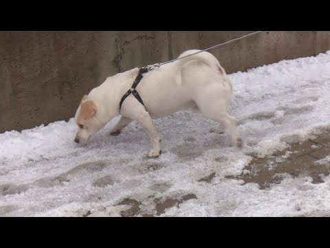 Video: Norīšanas Grūtības Suņiem