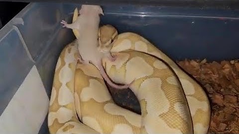 Rat Steps On Pissed Python - Warning Live Feeding
