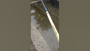 câu cá rô phi kênh củ chi . tập 2