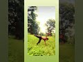 #back flip#viral# video Jay #Shri #Ram🚩#shorts video 😲