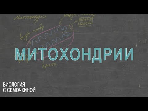 Митохондрии