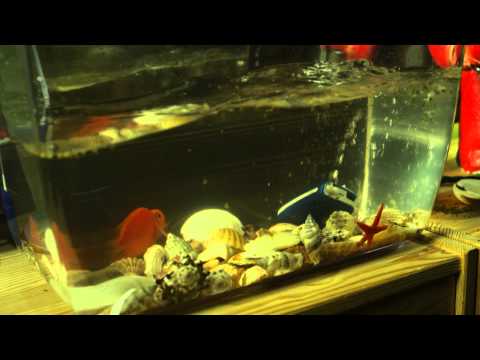 Видео: Музыкальный клип (Праздник взаперти, 2012) - вся информация о фильме на FilmNavi.ru