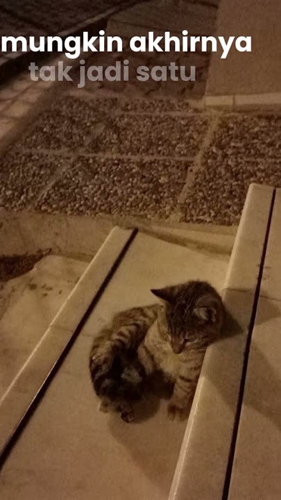 Nadin amizah-Sorai #nadinamizah#sorai#lyrics#cat