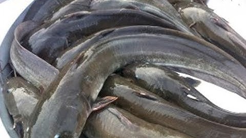 về miền Tây giăng câu cá ngát bắt cá ngát khủng