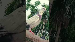#pigeon #subscribe #race start