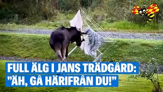 Älgen fastnar i Jans trädgård – blir värre och värre