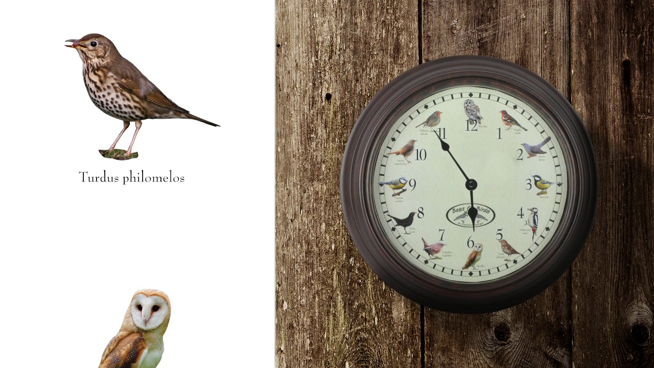 Часы пение птиц. Clock with Birds.