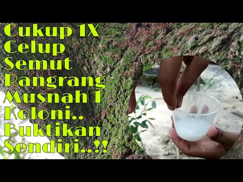 Video: Cara Membunuh Semut Kayu: 12 Langkah (dengan Gambar)