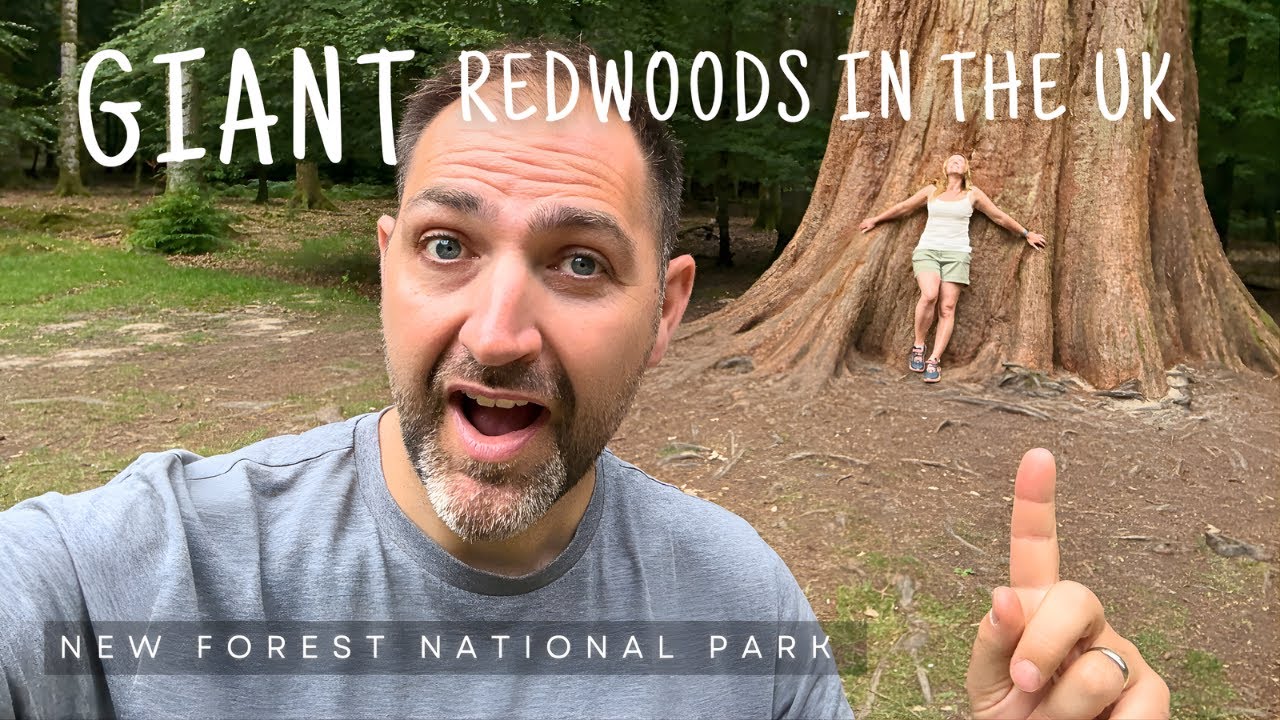 Tallest Trees in Britain Are Hiding in This Forest