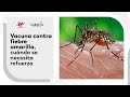 Colombia en vigilancia por fiebre amarilla: lo que debe hacer hoy | Dos Puntos