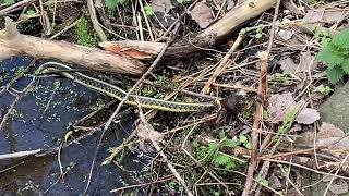 蛇咬青蛙 Snake Bites Frog Evergreen Brick Works