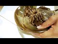 カブトガニの殻を開けてみた結果、中から・・・