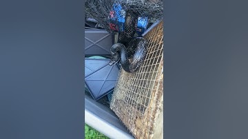 Rescued this snake caught in bird netting #snake