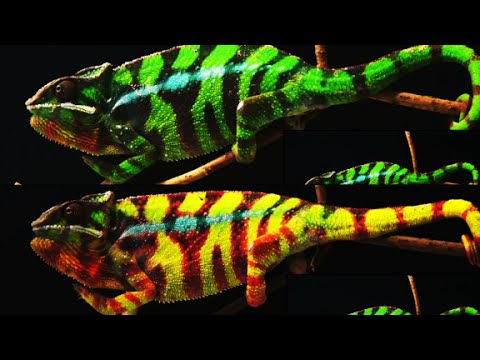 We Finally Know How Chameleons Change Their Color, Smart News