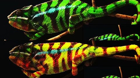 Scientists unlock how chameleons change colors