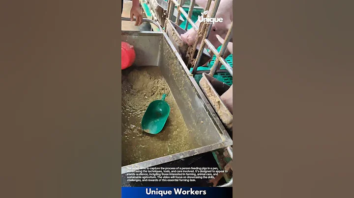 Feeding pigs: a farmer providing nutritious food to his pigs