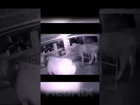 летающих коров не сущ. | перезалив | #перезалив #майнкрафт #minecraft #memes #short #bedrock #бедрок