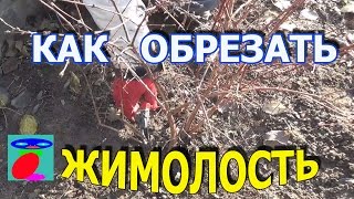 Обрезка жимолости. Как обрезать жимолость. Обрезка жимолости. Как обрезать жимолость.