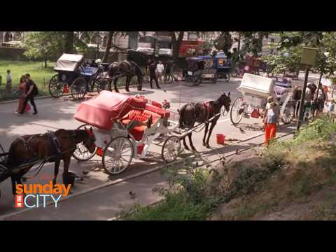 NYC Council Votes to Ban Central Park Horse Carriage Rides
