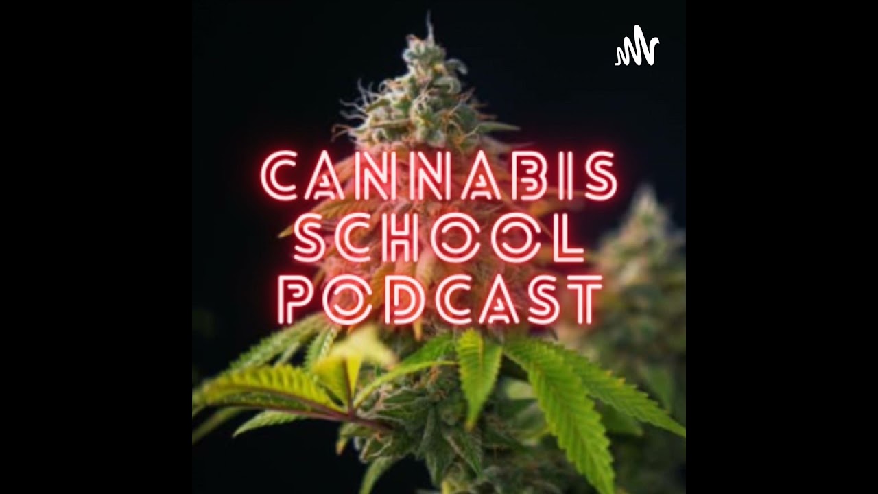 Clementine – Citrus, Energy, and a Euphoric Punch