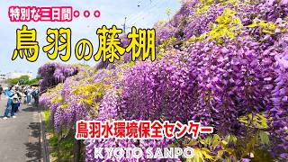 2026/4/17 (金) 🌺三日間限定!!🌸 藤棚のトンネル『鳥羽の藤』が美し