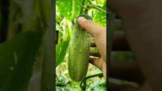 harvesting fresh green cucumbers directly from the vines in a lush organic backyard vegetable garden