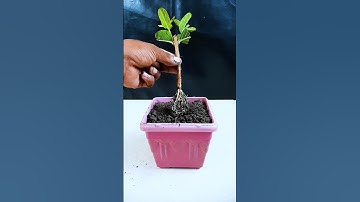 How to grow guava plant at home from stem || Best & easy method for planting //#highlights
