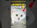 My Cat Wants an iPhone… Not Food 😭 #pets #cutecat