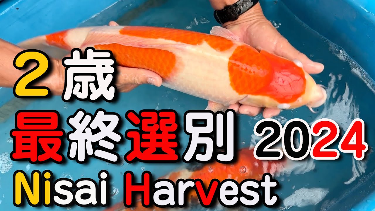 【錦鯉】２歳 最終選別 2024　Nisai Harvest 2024【Koi】