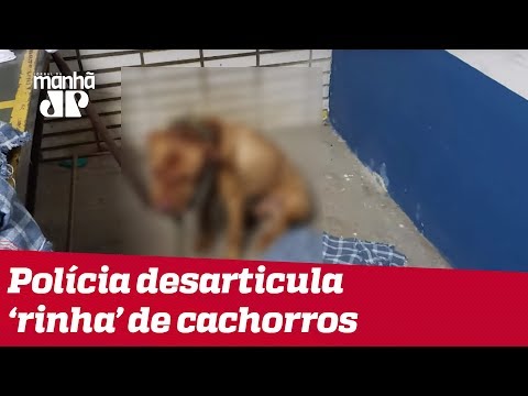 Polícia Civil estoura 'rinha' de cães em Mairiporã e prende 37 pessoas