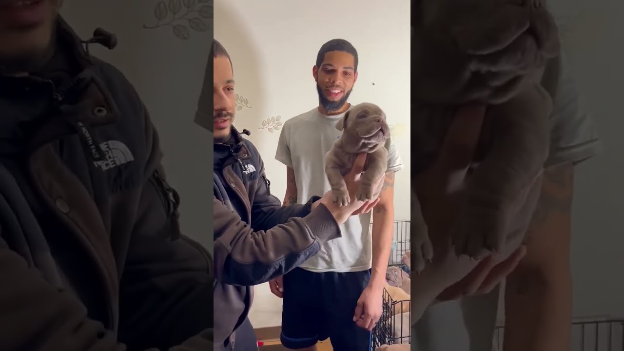 American bully pup going for new home 🏠 