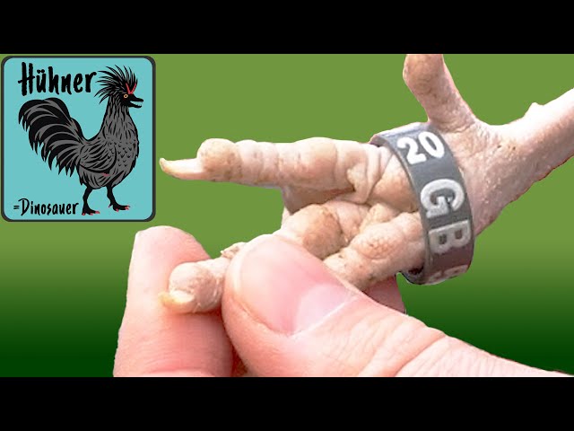 Tauben Fußringe 100 Stück - Klemmringe Für Geflügel & Brieftauben