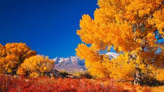The Golden Days of Autumn" Peaceful Soothing Instrumental Music, Beautiful Music, by Tim Janis