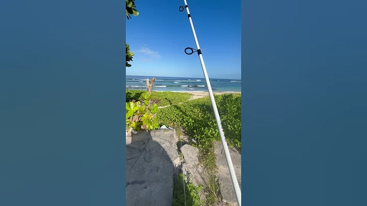 My first Rod and Reel! Ugly Stick 7’ Saltwater Combo. #Fishing in #Guam🇬🇺 NCS Beach🙌🏽 #uglystick