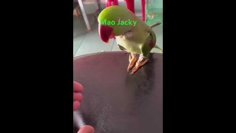 Xích myanmar nói chuyện đỉnh của chóp #parrot #parrottalking