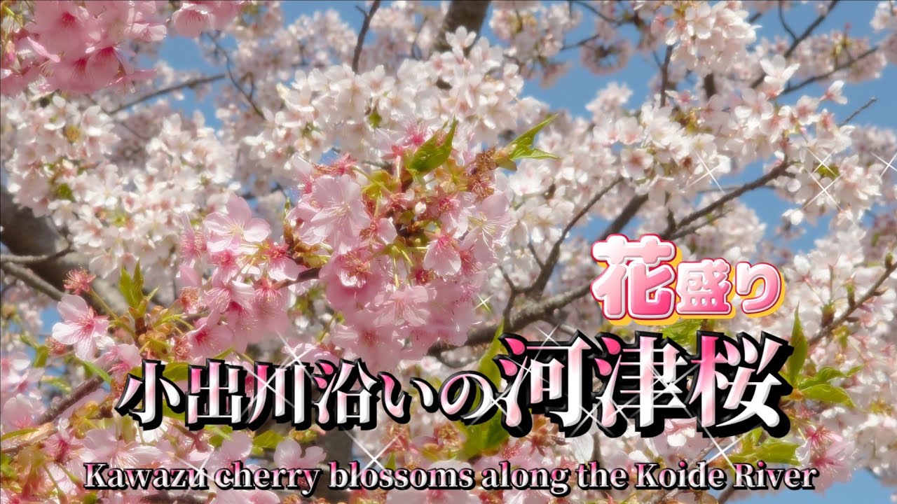 小出川沿いの河津桜/寒緋桜/玉縄桜/花盛り🌸/神奈川県茅ヶ崎市/Kawadzuzakura/Three types of cherry blossoms are in full bloom🌸