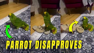 Jealous Parrot Disapproves Lady and Her Slipper