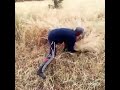 الحصاد بالمنجل