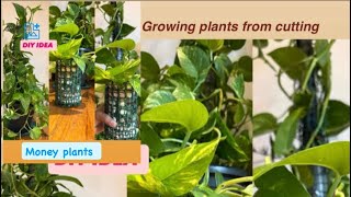 Diy Planter Ideas | Reuse Paint Bottle IdeasBeautifu Unique Planter Ideas #diy #zerocost