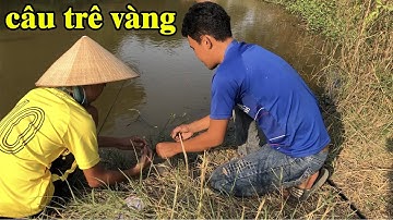 Phát hiện cái ao bỏ hoang đầy cá trê vàng | Cá bị đói mồi tranh nhau mà giật | THÚ VUI MIỀN TÂY
