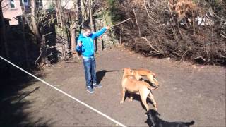 Staffy Jumping Over Other Dogs