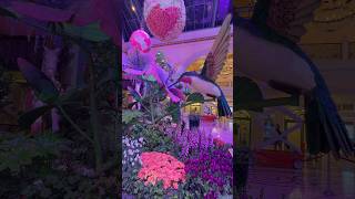 Bellagio conservatory and botanical garden! #lasvegas #bellagio #bellagiolasvegas