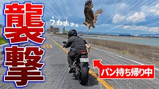 パン持ってたら襲われた